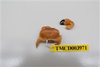 藏品(礁石假團扇蟹)的圖片